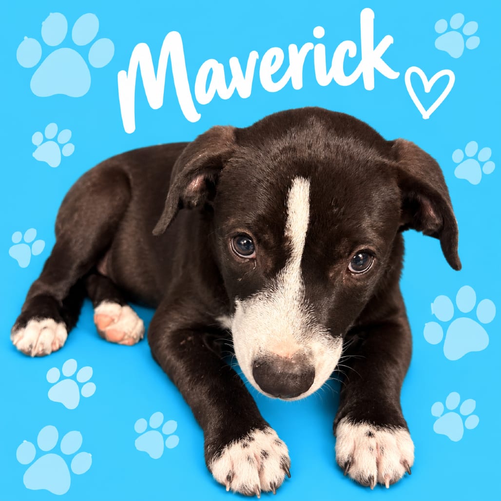 Photo of Maverick, adoptable Mixed Breed (Medium)