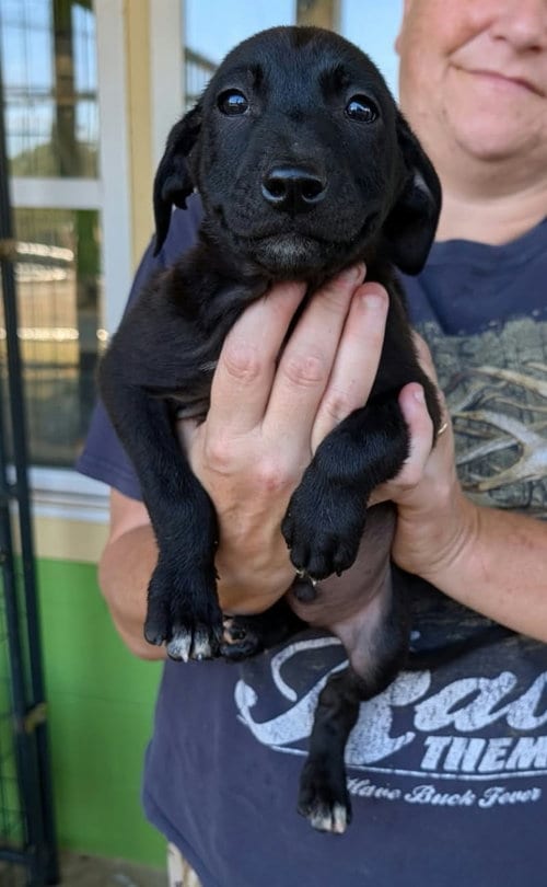 Photo of Rex (NY-Sarah), adoptable Labrador Retriever in SHERBURNE, New York