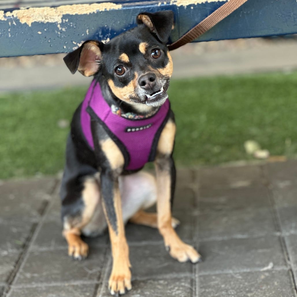 Photo of Dilly, adoptable Chihuahua / Mix in San Francisco, California