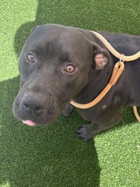Photo of Winnie, adoptable Pit Bull Terrier in Texas City, Texas