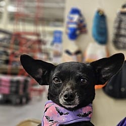Photo of Lupe, adoptable Chihuahua in Gretna, Florida