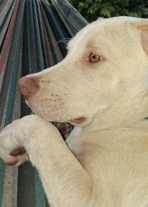 Photo of Family Trees : Birch, adoptable Bulldog in Aurora, Indiana