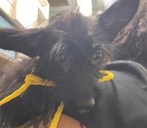 Photo of Milly, adoptable Terrier in Sacramento, California