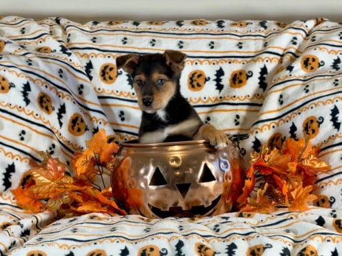 Photo of Kara, adoptable German Shepherd Dog in San Bernardino, California