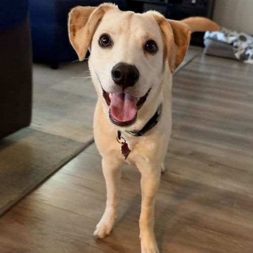 Photo of Ricky, adoptable Labrador Retriever in San Diego, California
