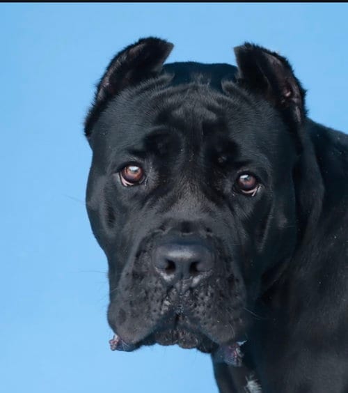 Photo of Zara, adoptable Cane Corso Mastiff in Goodyear, Arizona