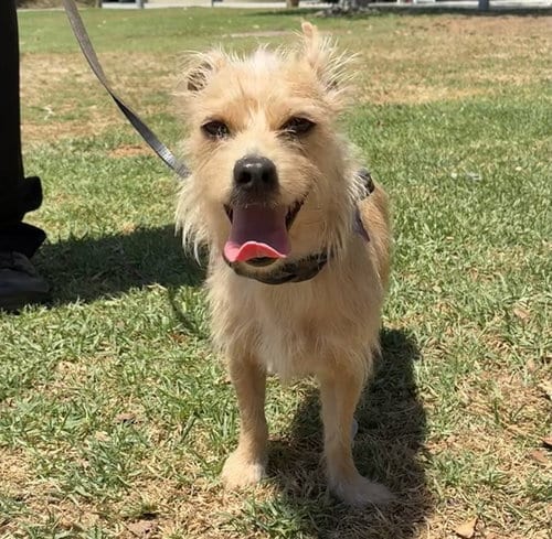 Photo of Jasper, adoptable Terrier in Riverside, California