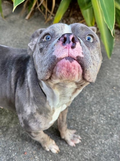 Photo of Marbles, adoptable Bully American - Standard in New Orleans, Louisiana