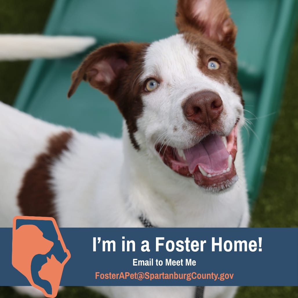 Photo of Oliver, adoptable Collie, Border / Mix in Spartanburg, South Carolina
