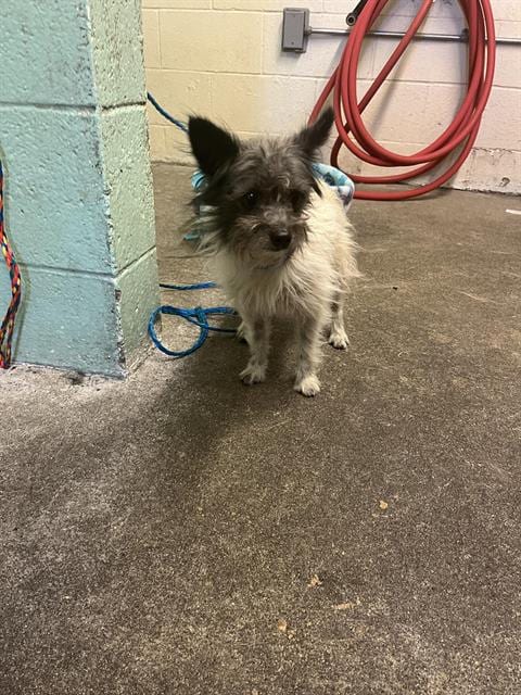 Photo of Chapo, adoptable Chihuahua in Sacramento, California