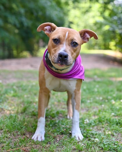 Photo of Debbie, adoptable dog in Chamblee, Georgia