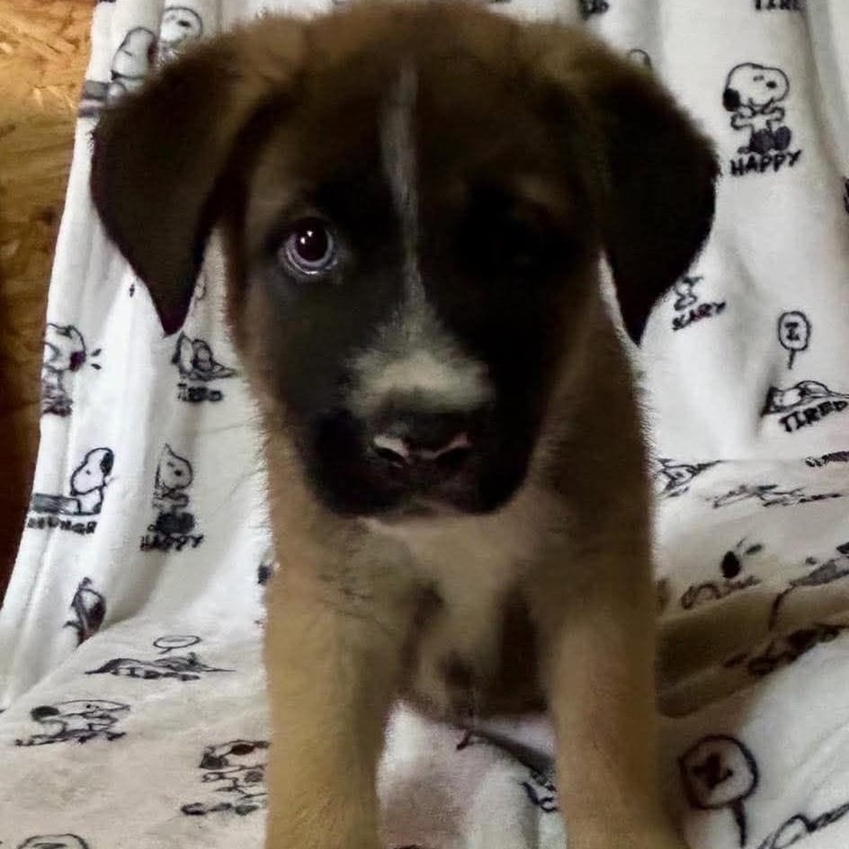 Photo of Gordon, adoptable Shepherd / Mix in Boonville, Missouri