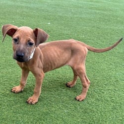 Photo of Roja 6406, adoptable Shepherd (Unknown Type) Mixed Breed (Medium) in Loxahatchee, Florida