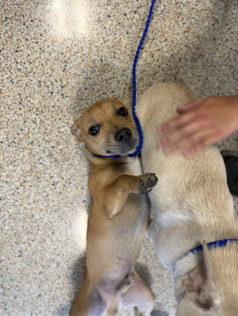 Photo of Churro, adoptable Chihuahua in Miami, Florida