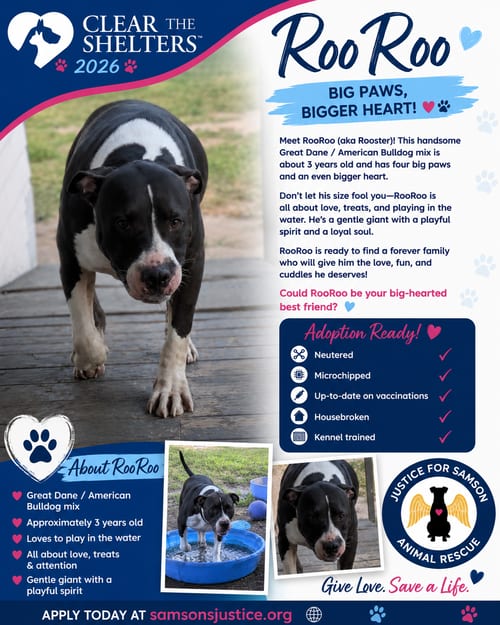 Photo of Rooster, adoptable American Staffordshire Terrier in Orange Grove, Texas
