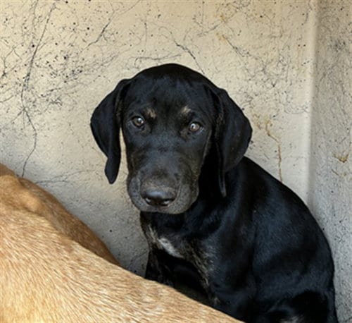 Photo of A480960, adoptable Hound in Oklahoma City, Oklahoma