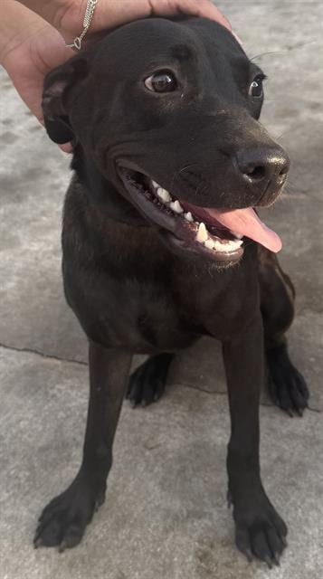 Photo of Coco, adoptable American Staffordshire Terrier in San Antonio, Texas