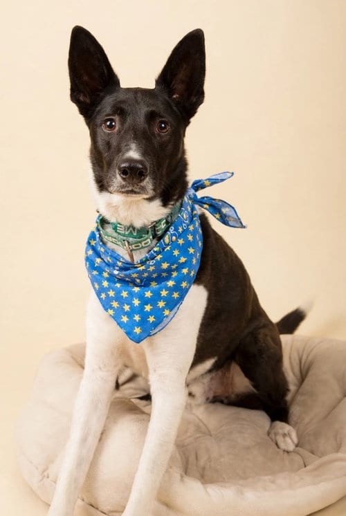 Photo of Etouffe (Etty), adoptable Border Collie in Romoland, California
