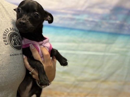 Photo of Anni, adoptable Chihuahua in Miami, Florida