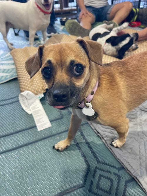 Photo of Nook, adoptable Chihuahua in Phoenix, Arizona