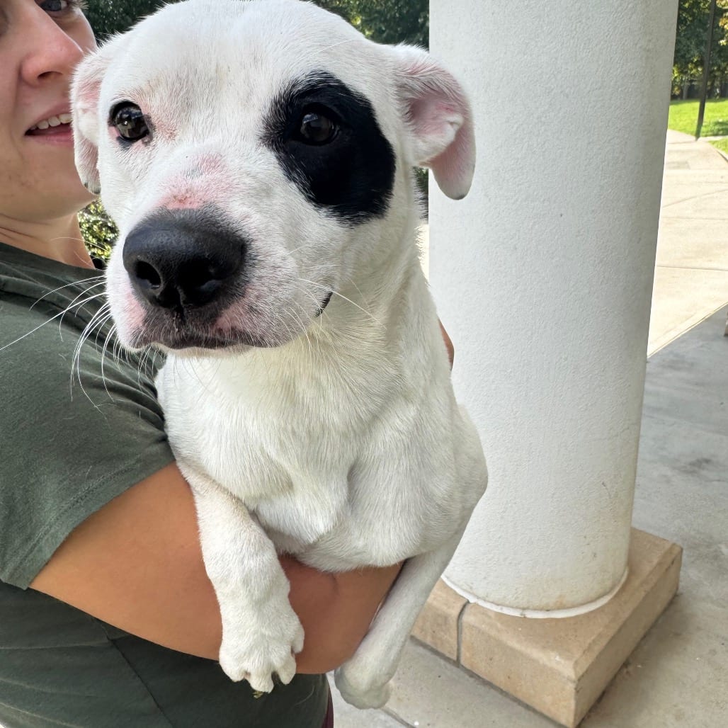 Photo of Petey, adoptable Mixed Breed (Medium) in Winston-Salem, North Carolina