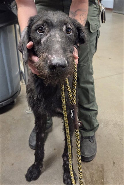 Photo of Petey, adoptable Schnauzer in Phoenix, Arizona