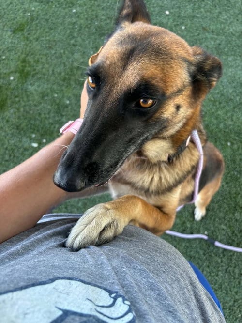 Photo of Sabrina Spellman NKA Leila in California, adoptable Belgian Shepherd Malinois in Imlay City, Michigan