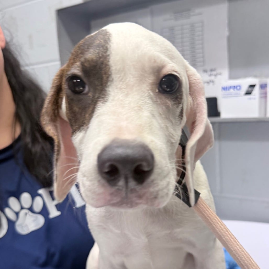 Photo of Wishbone, adoptable dog in Summerville, South Carolina
