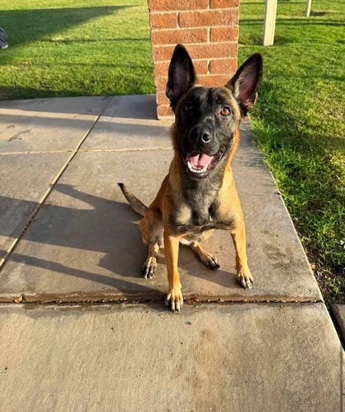 Photo of Meena Located in Arizona, adoptable Belgian Shepherd Malinois in Imlay City, Michigan