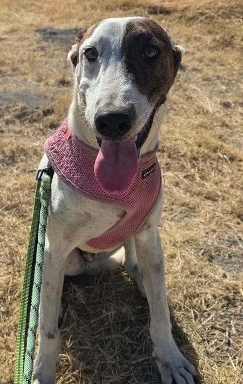 Photo of Wishbone, adoptable Greyhound in Robbinsdale, Minnesota