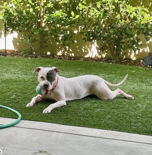 Photo of Trixie, adoptable American Staffordshire Terrier in San Diego, California