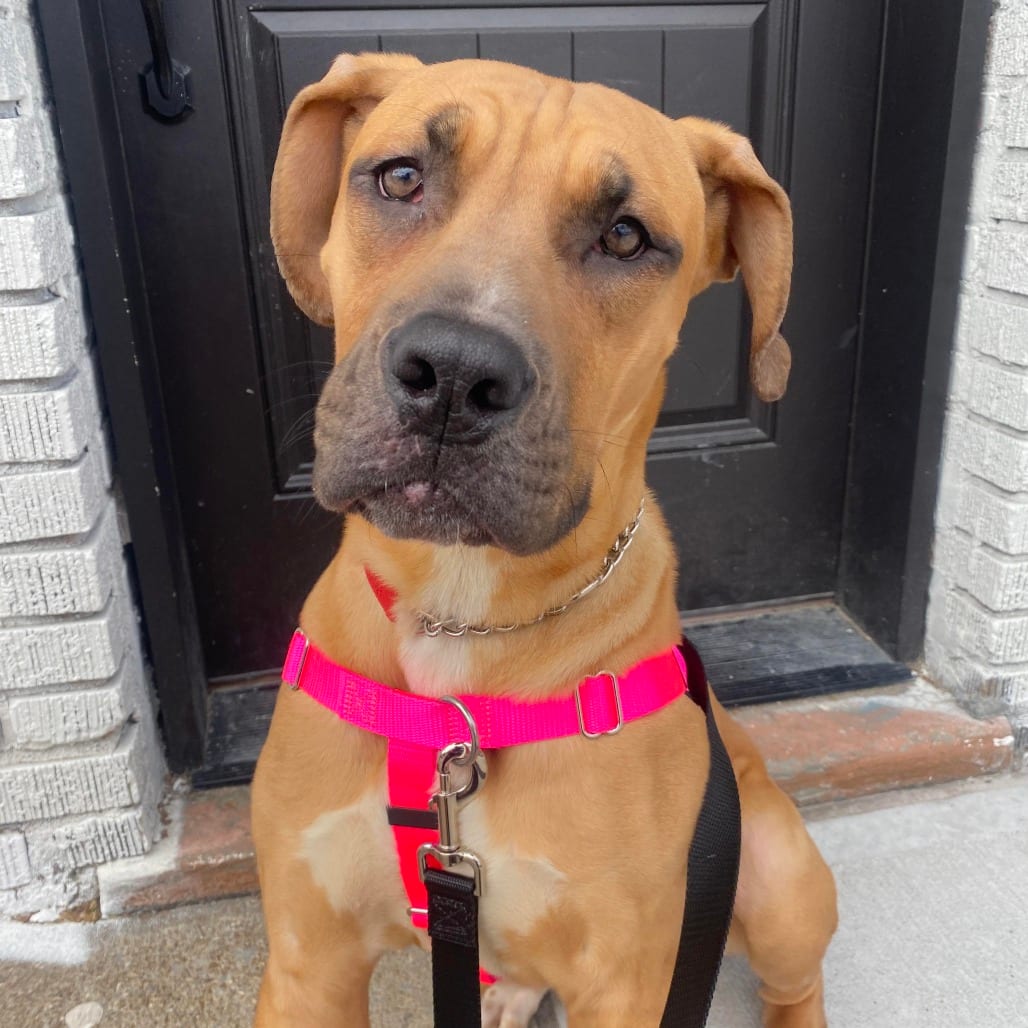 Photo of Baby Miami, adoptable Retriever, Black Labrador / Mixed Breed (Medium) in Whitestone, New York