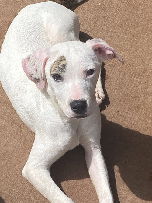 Photo of Yellow/Luna, adoptable Labrador Retriever in Ball Ground, Georgia