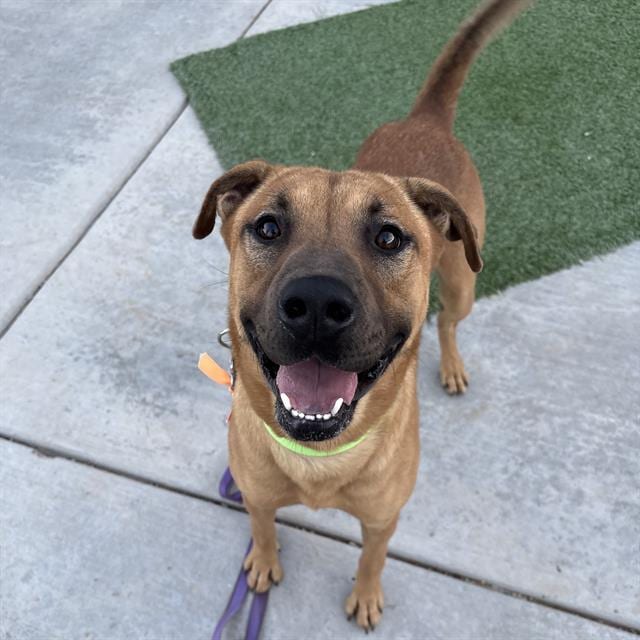 Photo of Silly Boy, adoptable dog