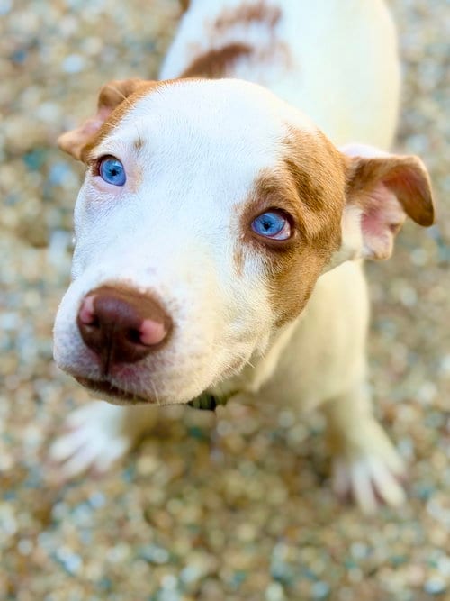 Photo of Tootsie, adoptable Catahoula Leopard Dog in West Cornwall, Connecticut