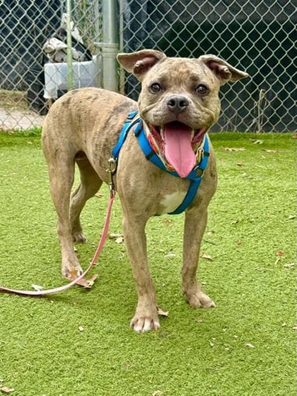 Photo of Buc-ee 4 (Bailey), adoptable dog in Baltimore, Maryland