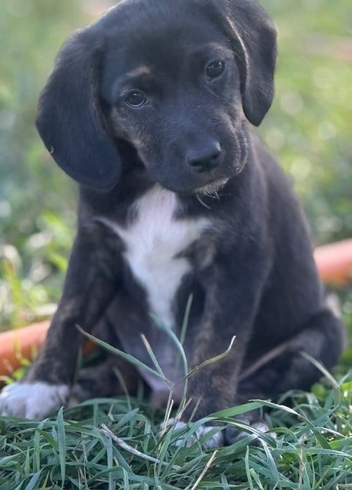 Photo of Pegasus, adoptable Border Collie in Tabernash, Colorado