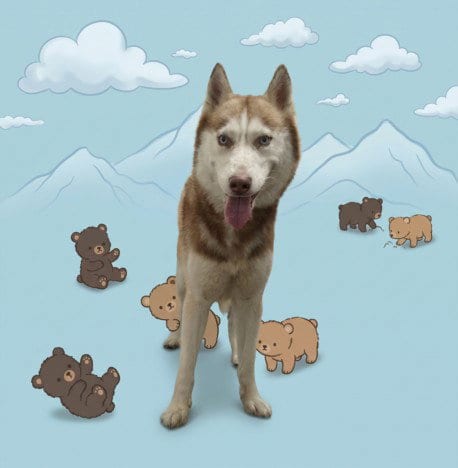 Photo of Cub, adoptable Husky in Los Angeles, California