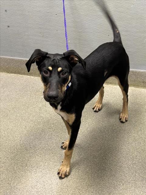 Photo of Moose, adoptable German Shepherd Dog in Las Vegas, Nevada