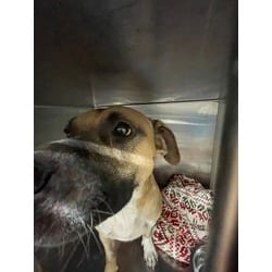Photo of Kobe, adoptable American Pit Bull Terrier in Baton Rouge, Louisiana