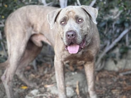 Photo of Slater, adoptable Mastiff in San Pedro, California