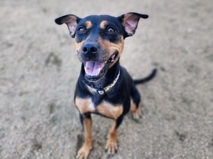 Photo of Kuhli HW+, adoptable dog in Georgetown, Texas
