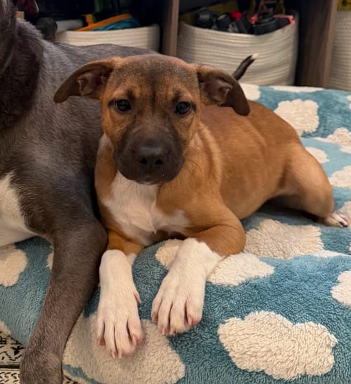 Photo of Pumpkin, adoptable Shepherd in Brooklyn, New York