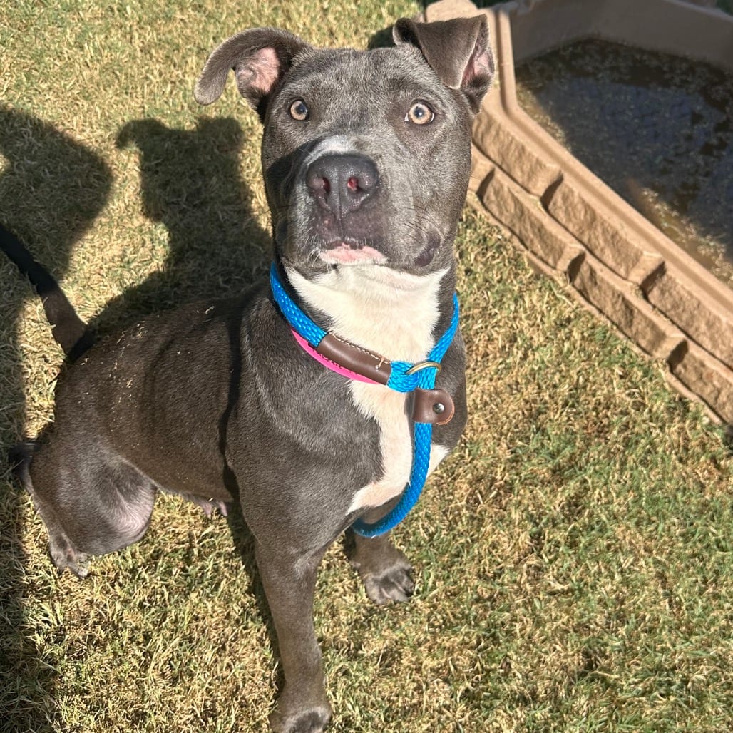 Photo of Queenie, adoptable Mixed Breed (Large) in Chattanooga, Tennessee
