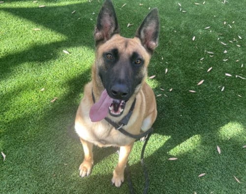 Photo of Kara, adoptable Belgian Shepherd Malinois in Los Angeles, California