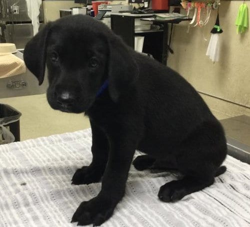 Photo of Alfalfa, adoptable Labrador Retriever in Riverside, California