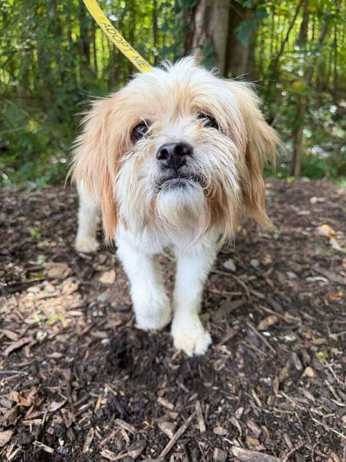 Photo of Duke (GA), adoptable Yorkshire Terrier Yorkie in New York, New York