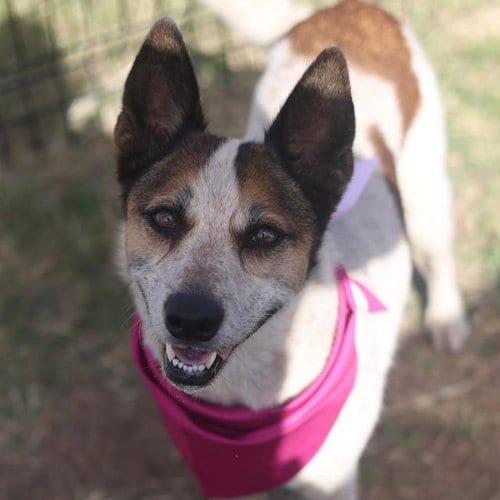 Photo of Coco, adoptable Australian Cattle Dog/Blue Heeler in San Antonio, Texas