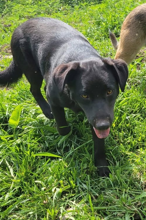 Photo of Mack, adoptable Australian Cattle Dog/Blue Heeler in Garden City, New York