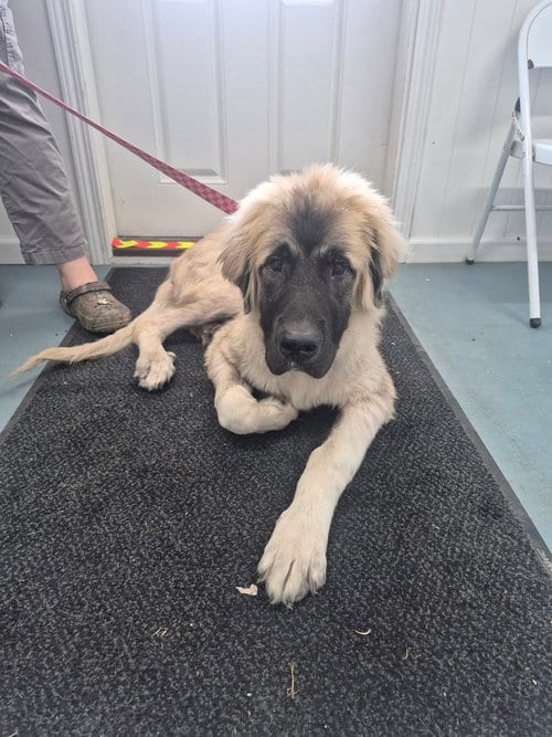 Photo of Hobbes, adoptable Anatolian Shepherd in Linton, Indiana